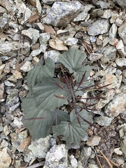 Cardamine pachystigma