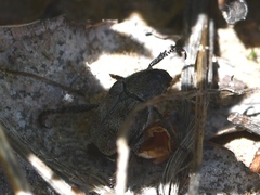 Hoplia trifasciata