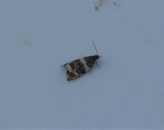 Olethreutes fasciatana