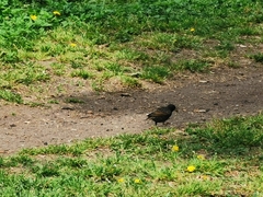Sturnus vulgaris