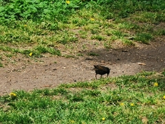Sturnus vulgaris