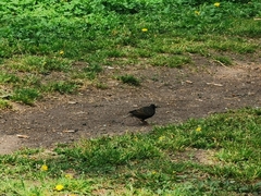 Sturnus vulgaris