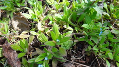 Myosotis sparsiflora