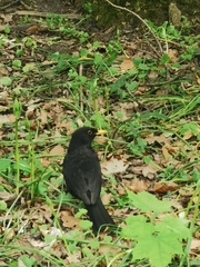 Turdus merula