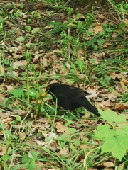Turdus merula