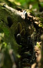 Xylaria polymorpha