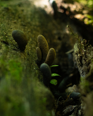Xylaria polymorpha
