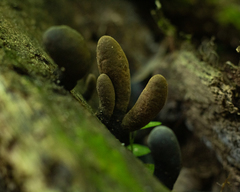 Xylaria polymorpha