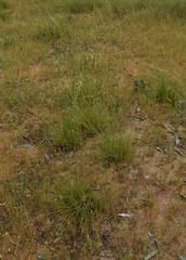 Fimbristylis squarrulosa