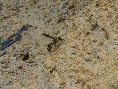 Pareumenes quadrispinosus