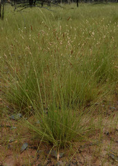 Fimbristylis squarrulosa