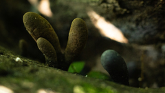 Xylaria polymorpha