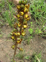 Eulophia parviflora
