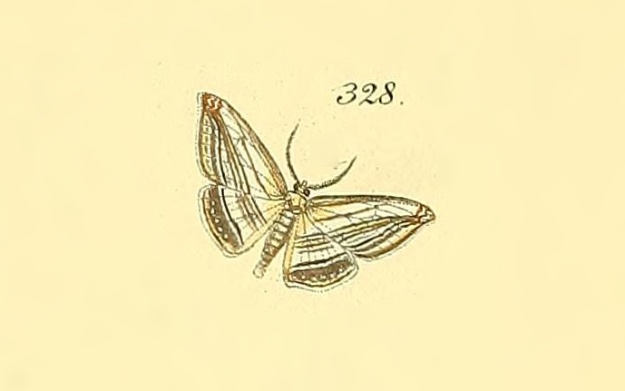 Arcobara tergeminaria