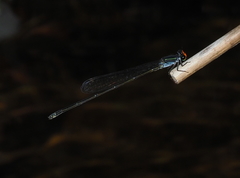 Pseudagrion lucifer