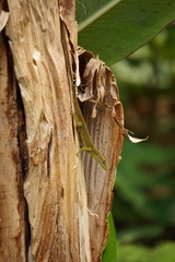 Anolis viridius