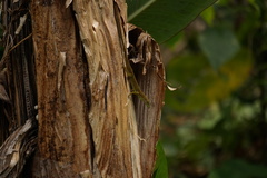 Anolis viridius