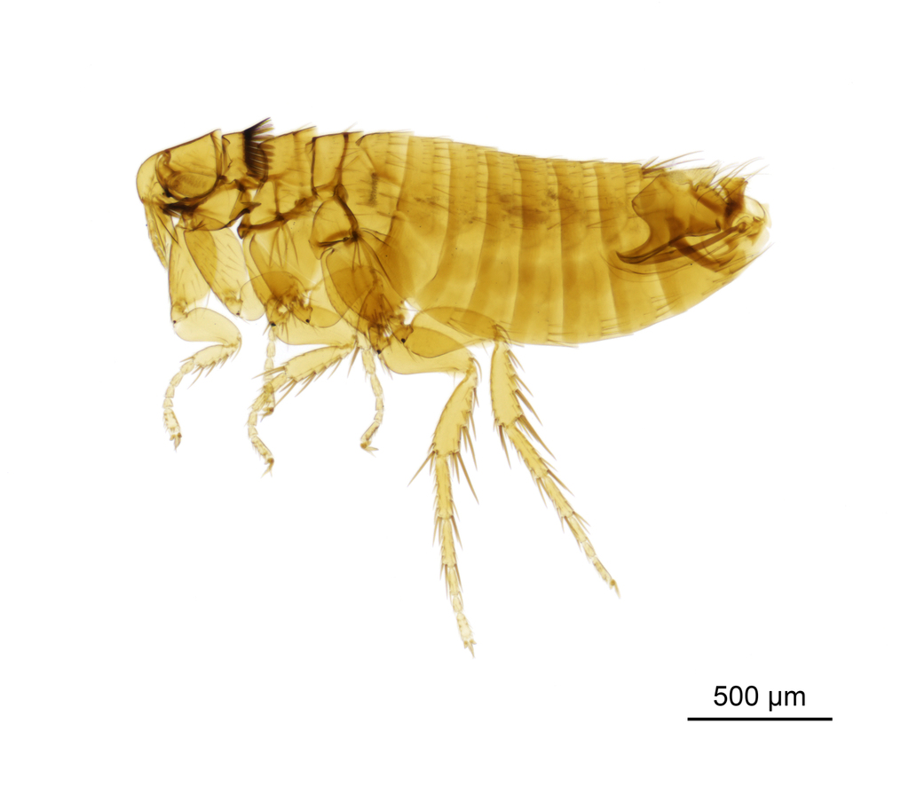 Ctenophthalmus congener