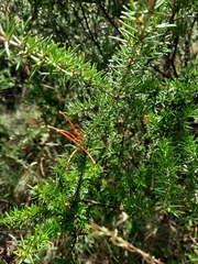 Grevillea juniperina