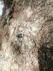 Chrysomya chloropyga