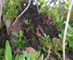 Magnoliopsida