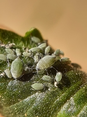 Semiaphis pimpinellae