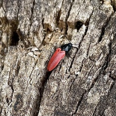 Ampedus cinnaberinus