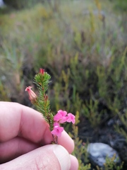 Erica daphniflora