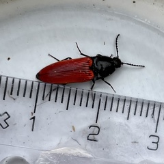 Ampedus cinnaberinus