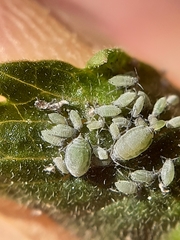 Semiaphis pimpinellae