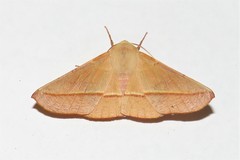 Oenochroma orthodesma