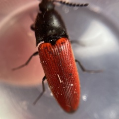 Ampedus cinnaberinus