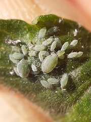 Semiaphis pimpinellae