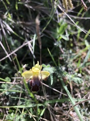 Ophrys fusca