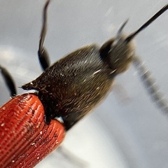 Ampedus cinnaberinus