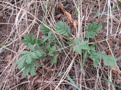 Potentilla longifolia