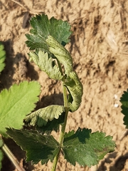 Semiaphis pimpinellae