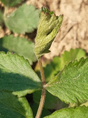 Semiaphis pimpinellae