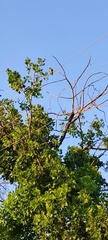 Amazona autumnalis