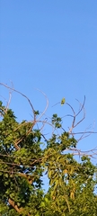 Amazona autumnalis
