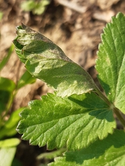 Semiaphis pimpinellae