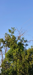 Amazona autumnalis
