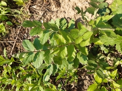 Semiaphis pimpinellae