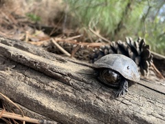 Kinosterninae
