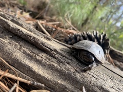 Kinosterninae