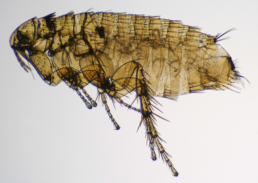 Ctenophthalmus