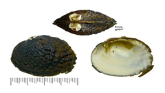 Inversiunio verrucosus