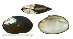 Lamprotula