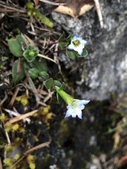 Gentiana zollingeri tentyoensis