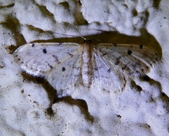 Idaea bonifata